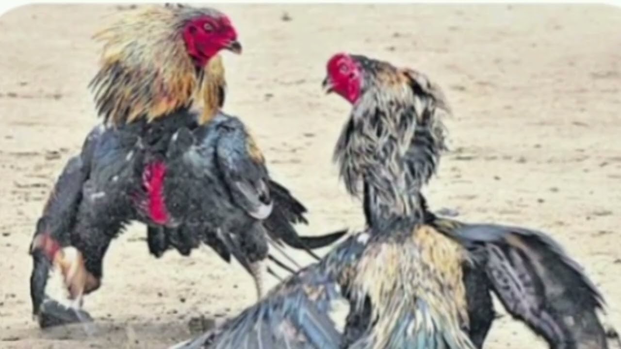 ట్రిపులార్ గోల్డెన్ గ్లోబ్ గజల్,రచన-సోంపాక సీత,బాణీగానం-కరాదుల#stories #telugu#ghazal@Seetha Sompaka