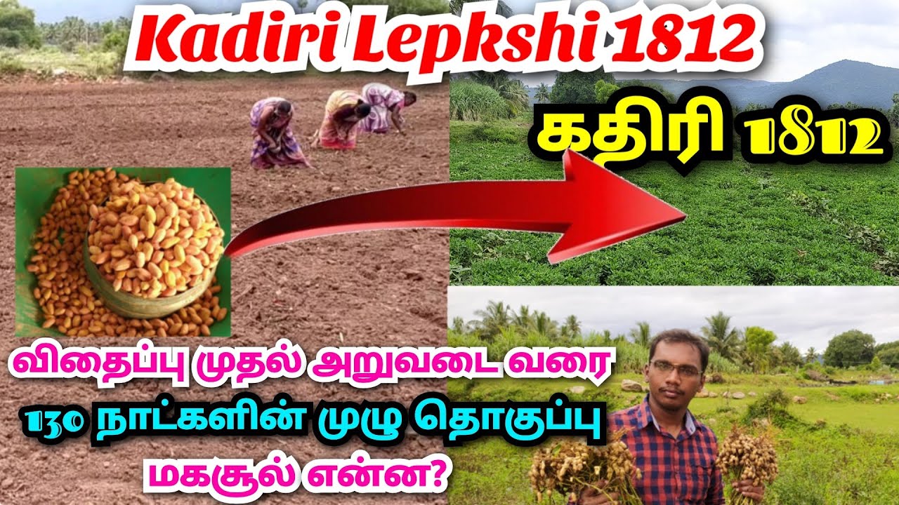 Kadiri Lepakshi 1812 groundnut cultivation | கதிரி 1812 நிலக்கடலை விதைப்பு முதல் அறுவடை வரை