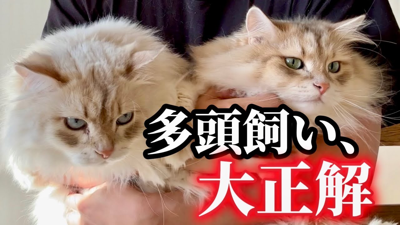 【正直レビュー】猫を2匹飼ってわかった、楽なこと・大変なこと