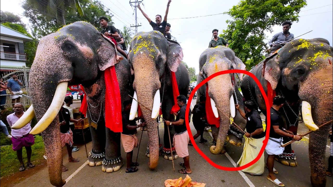 🐘ഗജ സ്വീകരണത്തിനിടയിൽ.... അനന്തപദ്മനാഭൻ | കാളി | സാധു | വിനായകൻ | പോർക്കുളം 2023