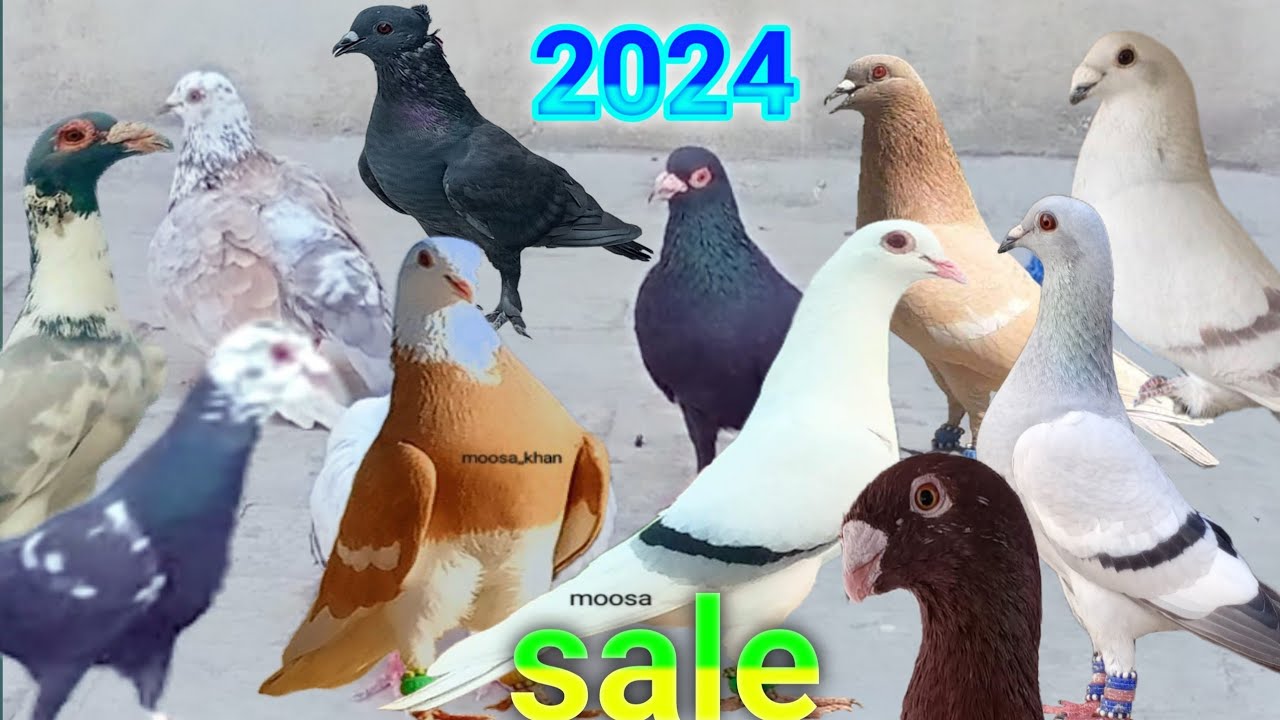 kabutar sale dehil New video शानदार उड़ती लड़की  टुकडी सेल 2024 for sale pigeon kabutar ki video