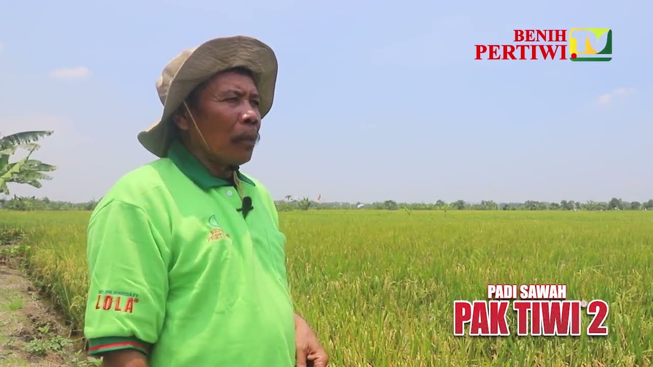 BENIH PERTIWI TV - Padi Pak Tiwi 2 Jelas Hasil Melimpah, Petani Sejahtera
