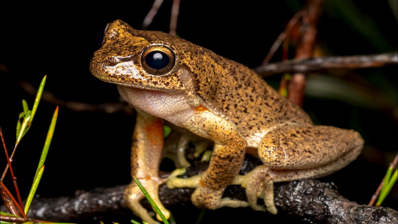 Frog Music for Stress Relief with The Sounds of Frog