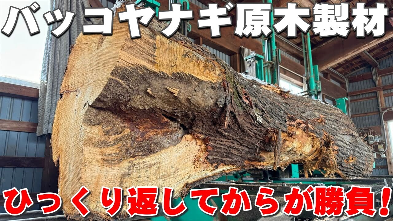 【高級まな板！？】バッコヤナギ原木から一枚板を製材しました。【木の店さんもく】Japanese Willow wood Sawing