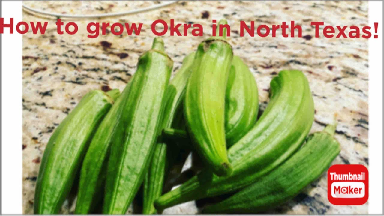 How to grow Okra in North Texas