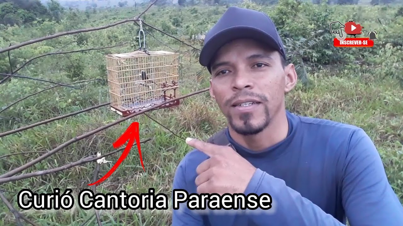 Curió Gaguinho - A Cantoria Paraense  é diferenciada.