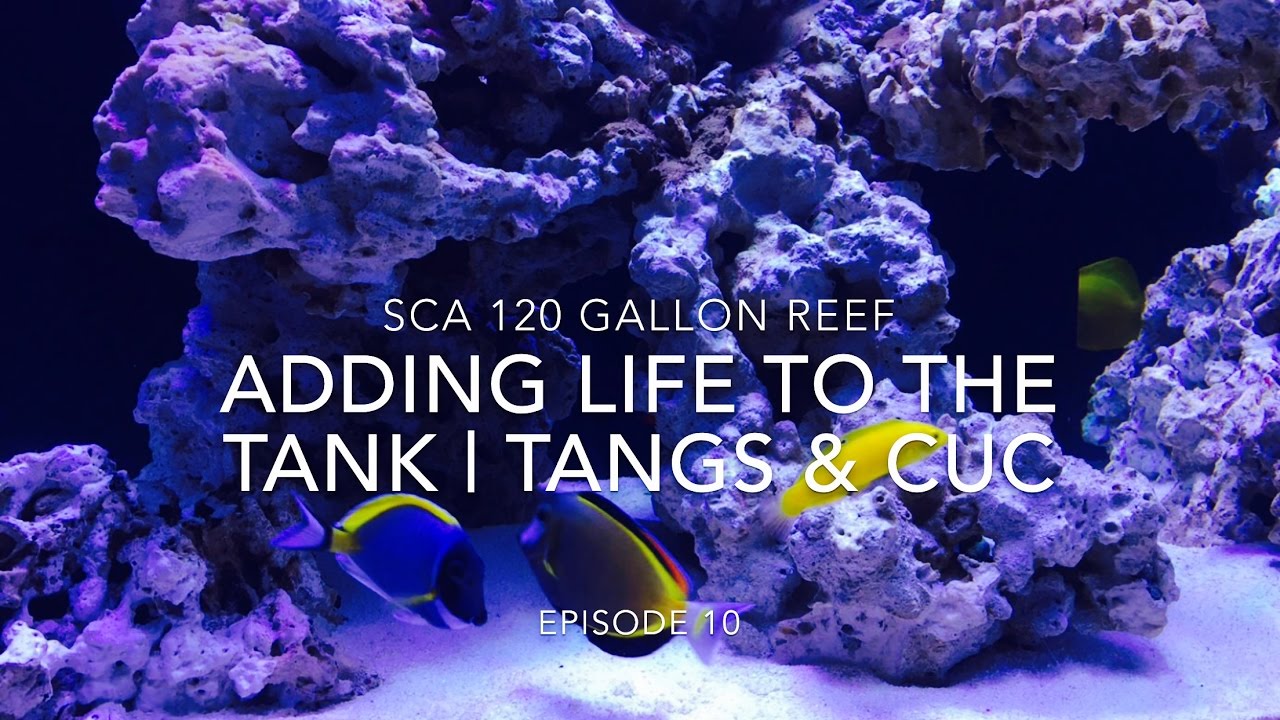 SCA 120 Gallon Reef Tank | Ep.10 | Adding Life To The Reef - Tangs, Angels & Clean Up Crew