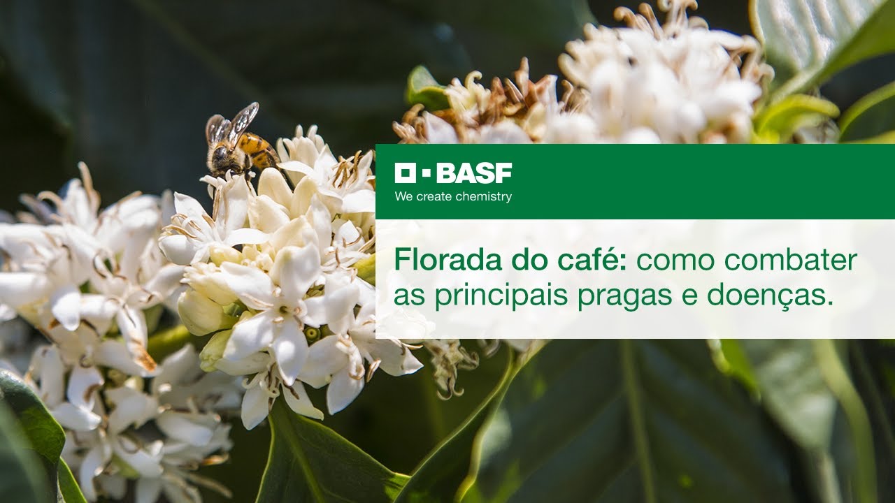 Soluções BASF para a Cultura do Café durante a Florada