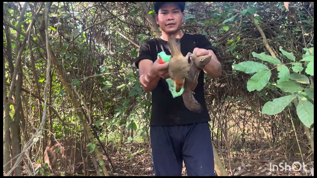 Đi săn bắt sóc rừng hoang dã ở Đồng Nai | Hunting in the wild.