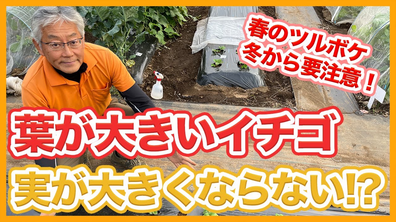 家庭菜園や農園のイチゴ栽培は葉が大き過ぎると実が出来ない！？春に向けた失敗原因と対策を徹底解説！/Strawberry cultivation tips from a Japanese farmer.