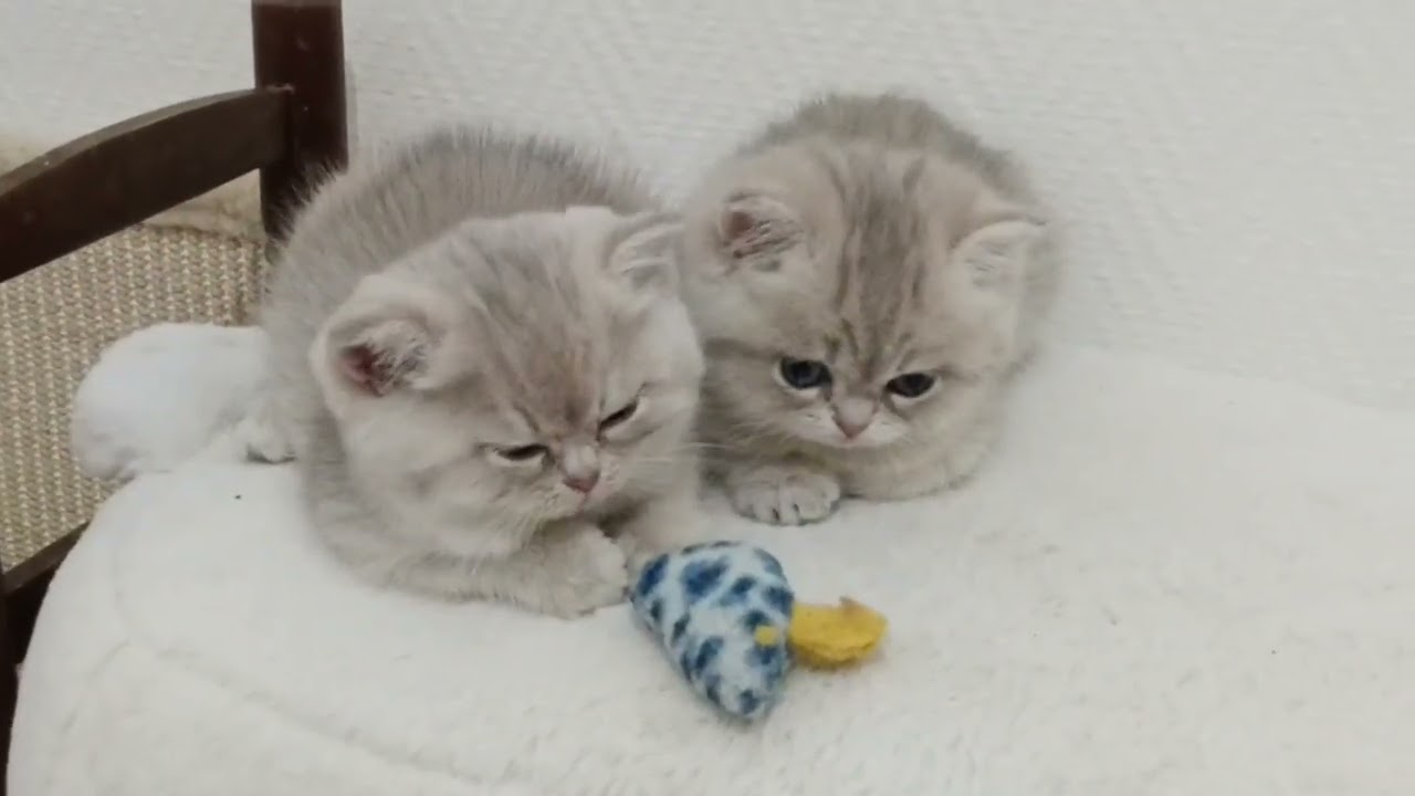 British Kittens Escape – Three Tiny Explorers On The Loose!