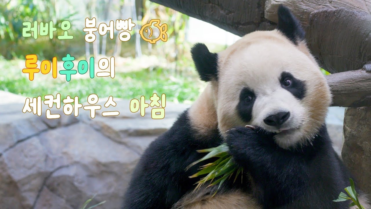 8k 러바오 붕어빵✨️ 루이바오 후이바오의 세컨하우스 아침