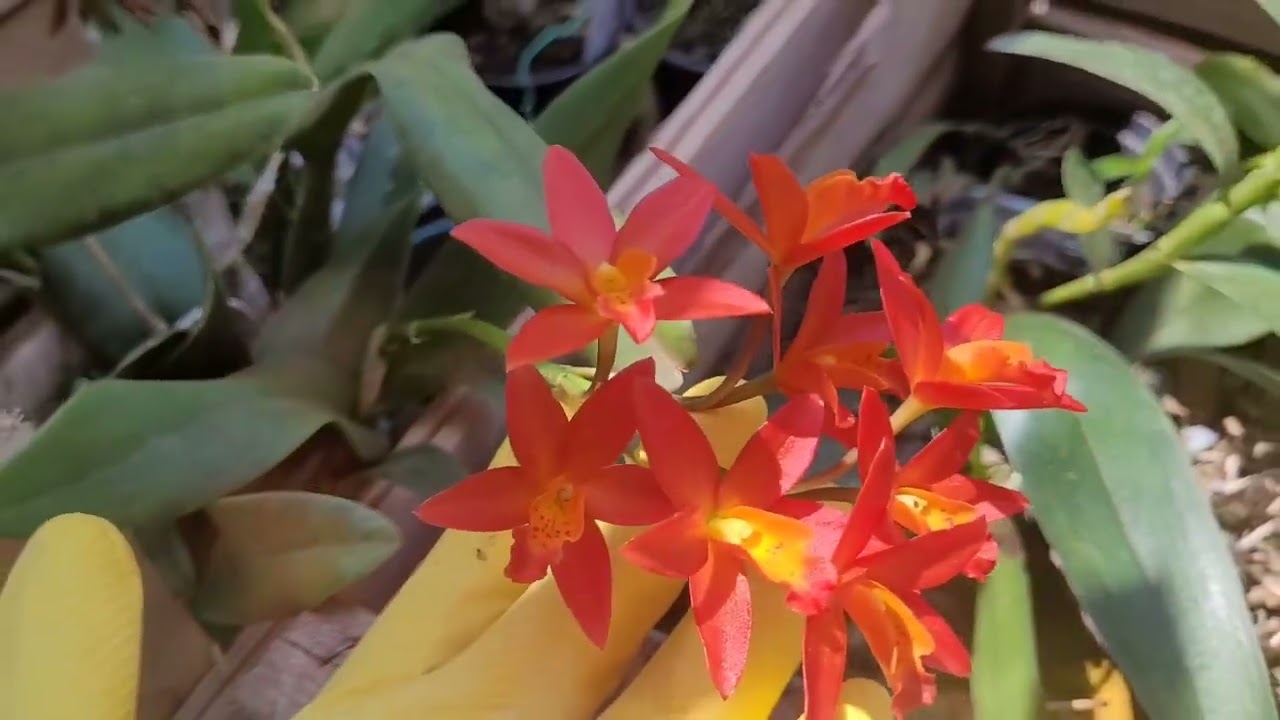 Preparar as orquídeas para a temporada das chuvas ☔️ ☔️ ☔️