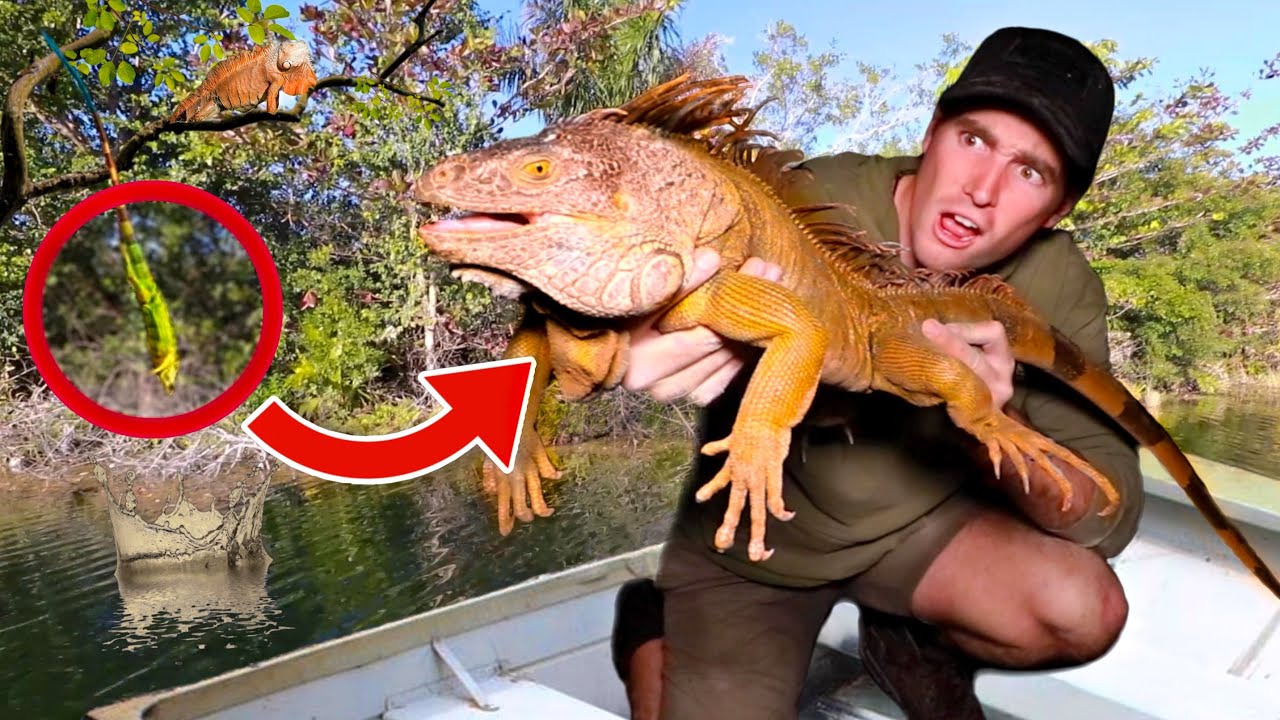 CATCHING FROZEN IGUANAS FALLING FROM TREES ! WILL THEY SURVIVE ?!