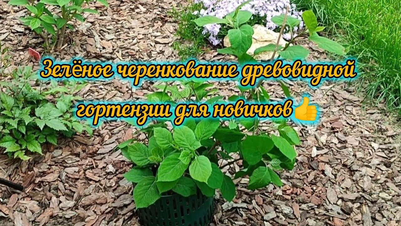 26.04.2024г. Черенкование древовидной гортензии зелëными побегами🌱🌱🌱