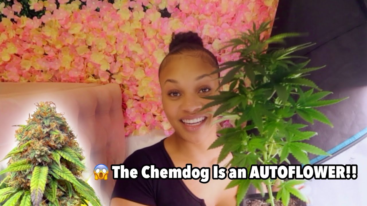 Growing Chemdog AUTO Flower Strain 🌱 Indoor Cannabis Grow | Ft. Mars Hydro