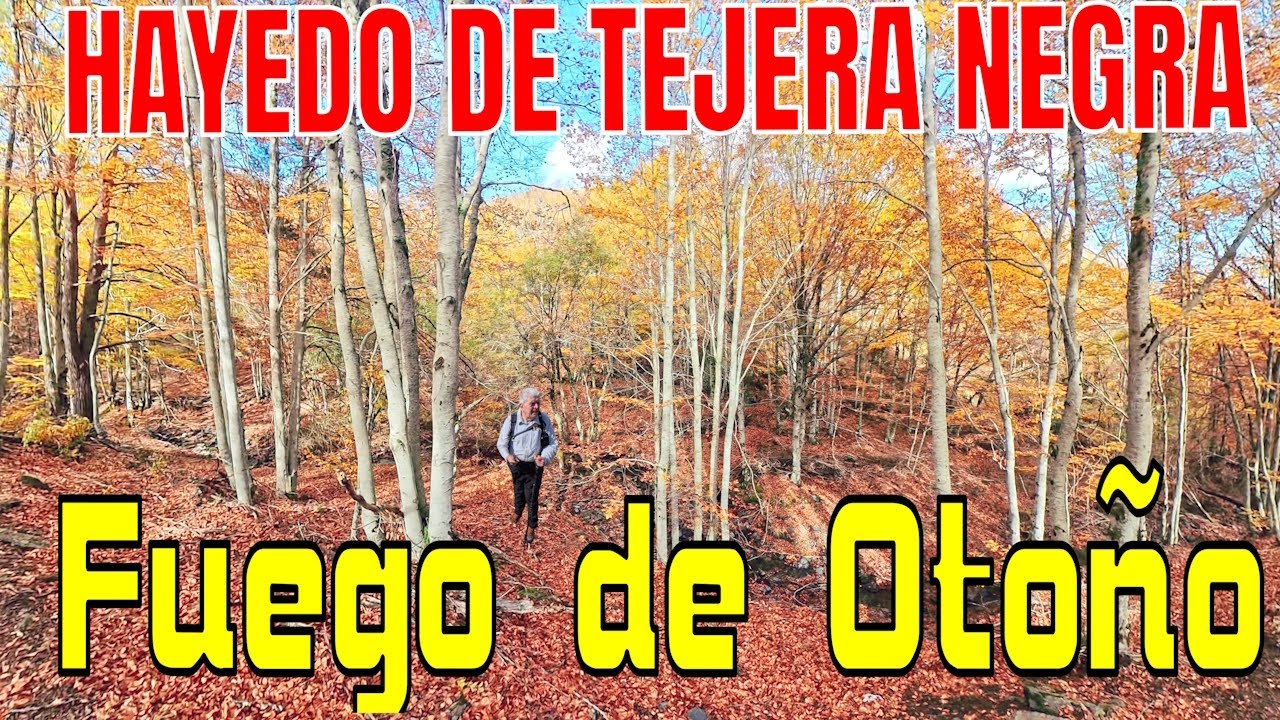 Ruta por el Hayedo de Tejera Negra.Un viaje entre hojas doradas
