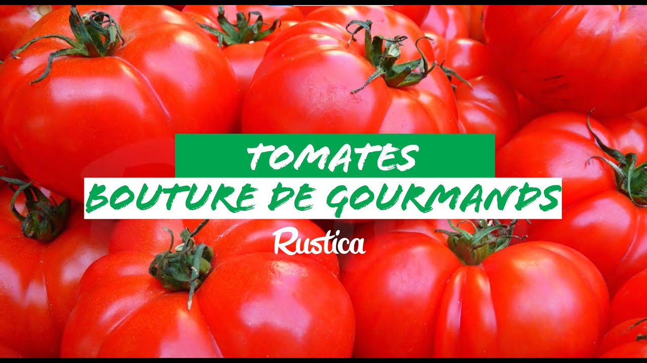 Comment multiplier par 10 une production de tomate avec un seul pied !