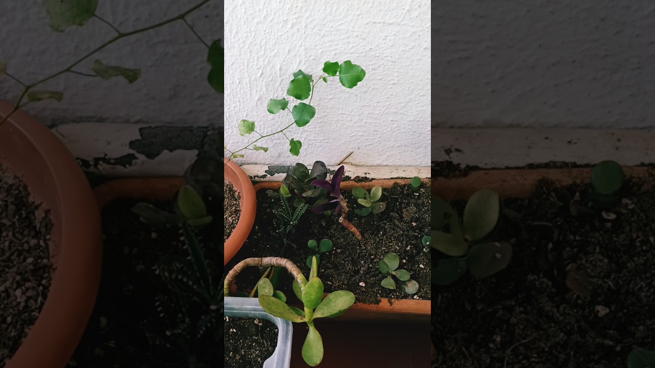 El bosque de cactus ya está ampliándose nuevos cactus 