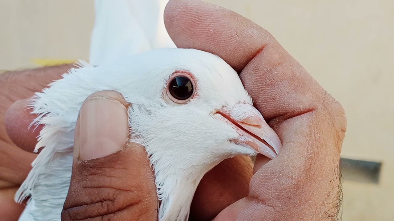 Black 👁️ eyes 4 males my fvt Breeder || Eak jesy kali Ankh waly kbutr ||