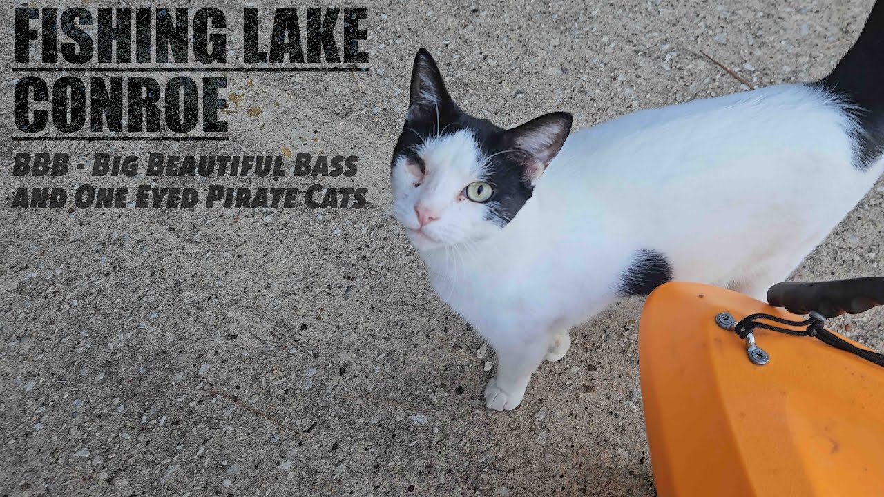 BBB | Big Beautiful Bass and Crazy Pirate Cats | Lake Conroe