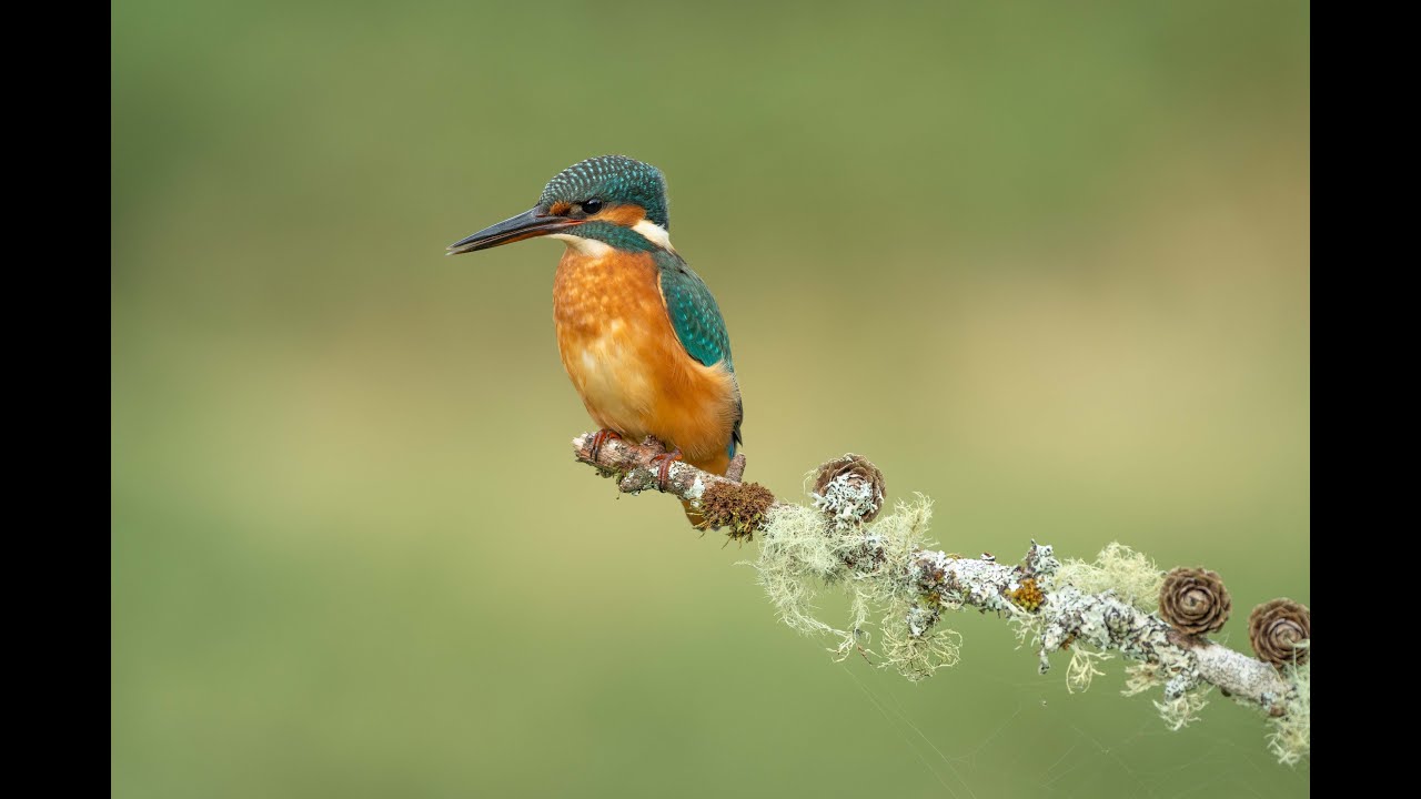 Scottish Photography Hides. Kingfisher Hide 2024