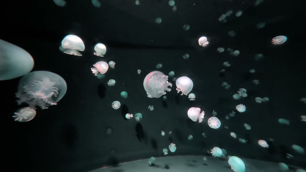 Small jellyfish swimming, Kyoto Aquarium, Kyoto, Japan, 2025-12-21