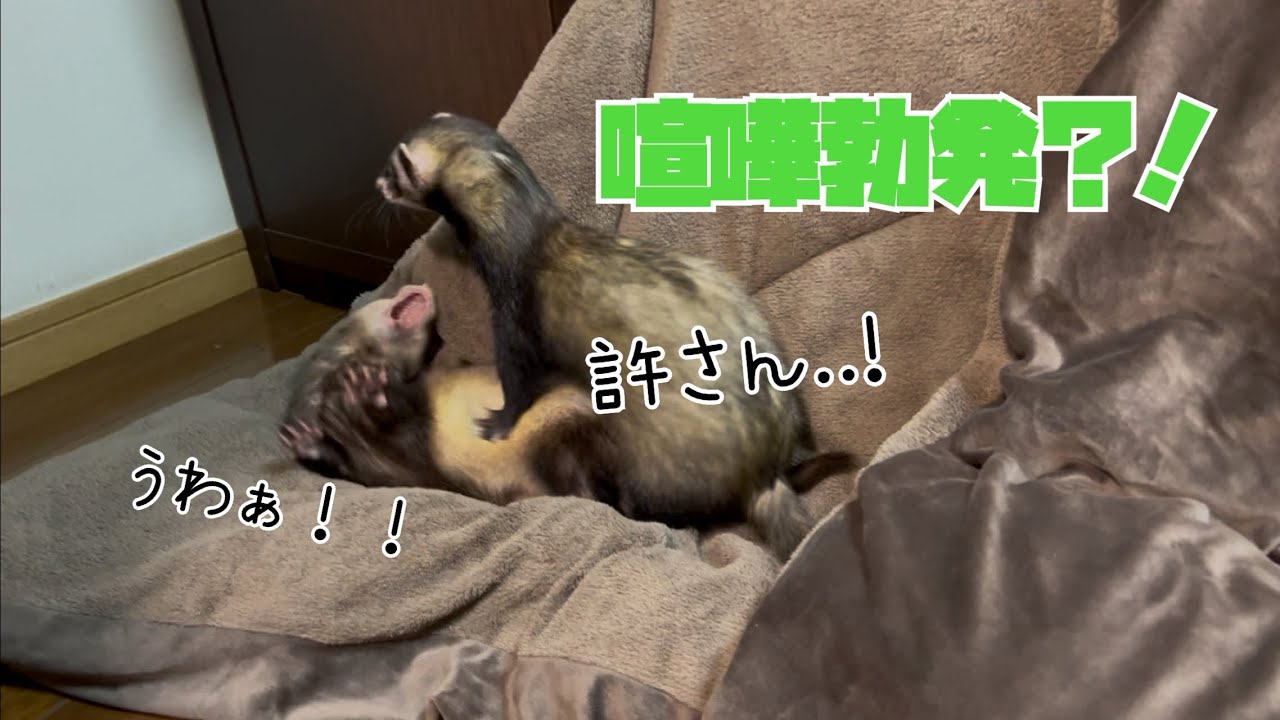 うちの【フェレット】がジャイアンになってしまいました🙈笑#ダウくん#ボフくん#ferret 