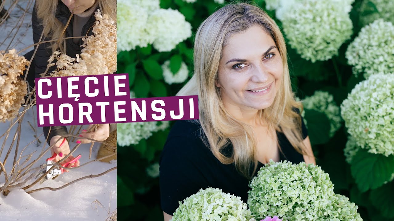Jak przyciąć hortensje Annabelle? Ogród dla początkujących.