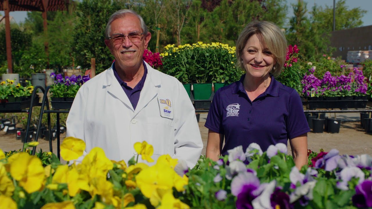 Star Nursery Dr Q Cool Season Flowers 2020