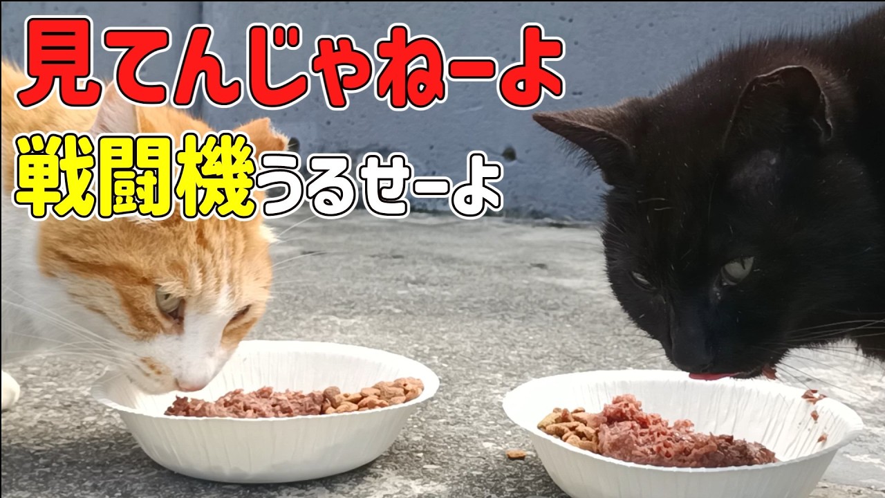 とりあえず目力で圧をかけてみる猫と最近活発な米軍戦闘機(マジうるせー)