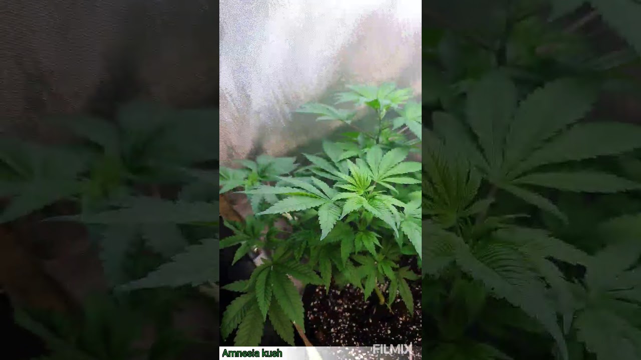 UKGrow