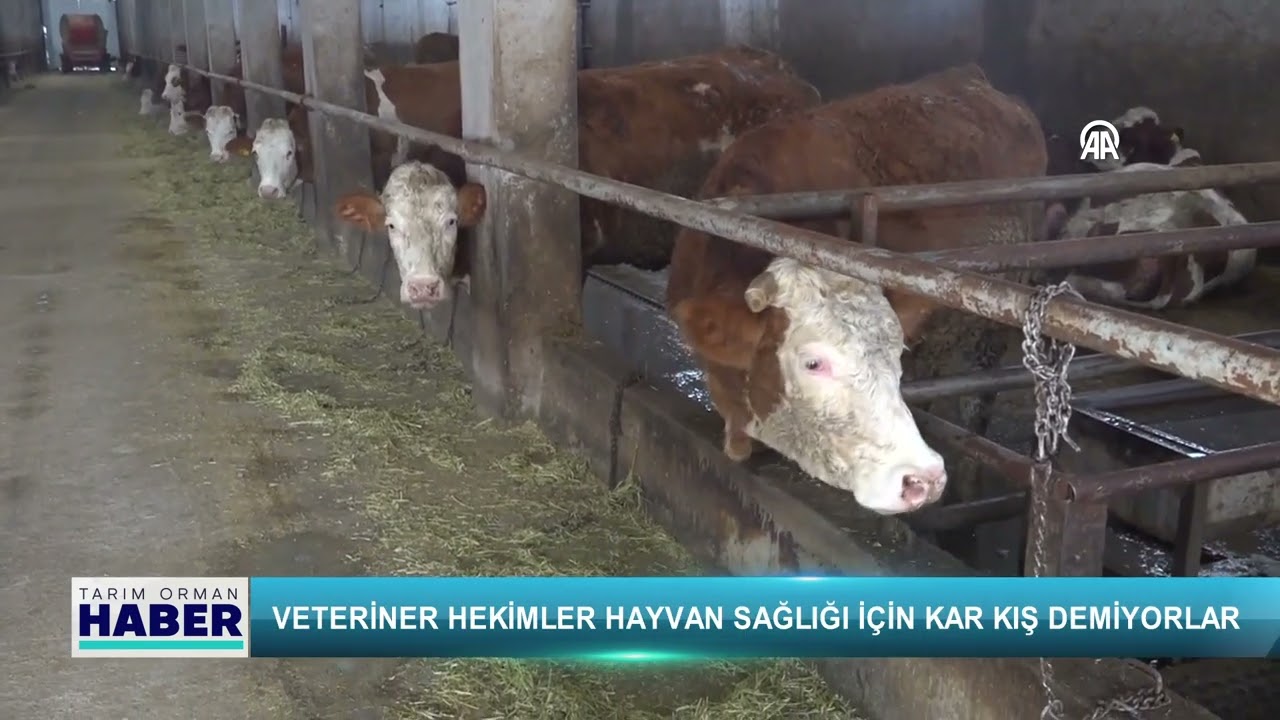 Veteriner hekimler hayvan sağlığı için kar kış demiyorlar