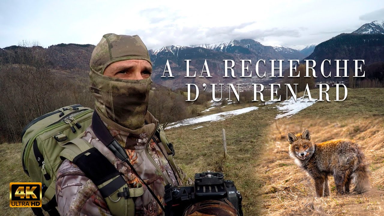 À LA RECHERCHE D'UN RENARD - PHOTOGRAPHIE ANIMALIÈRE