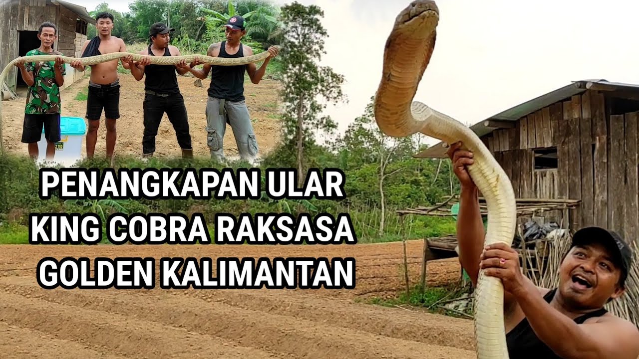 MENCEKAM...!! INILAH PENANGKAPAN SOSOK ULAR KING COBRA GOLDEN RAKSASA KALIMANTAN | ULAR | RESCUE