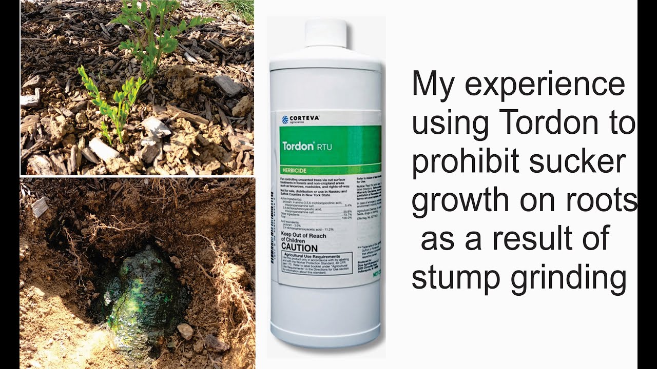 Tordon for control of tree roots