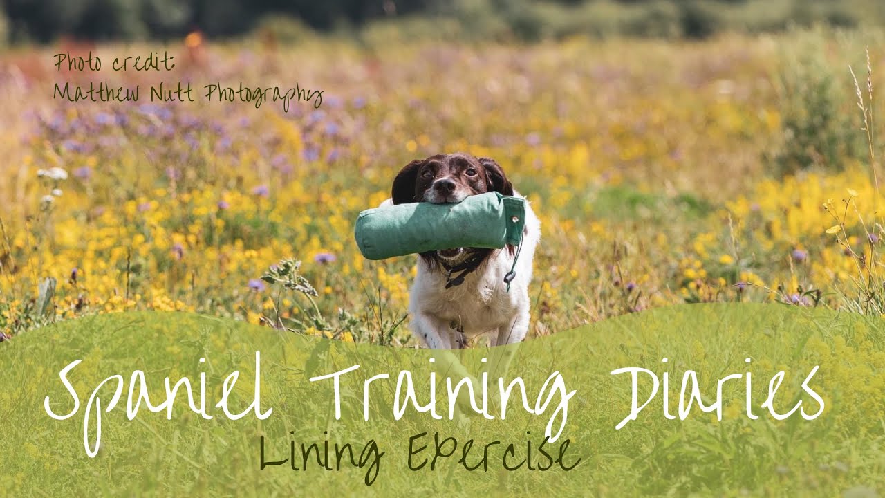Gundog Training - Lining Exercise (the wagon wheel)