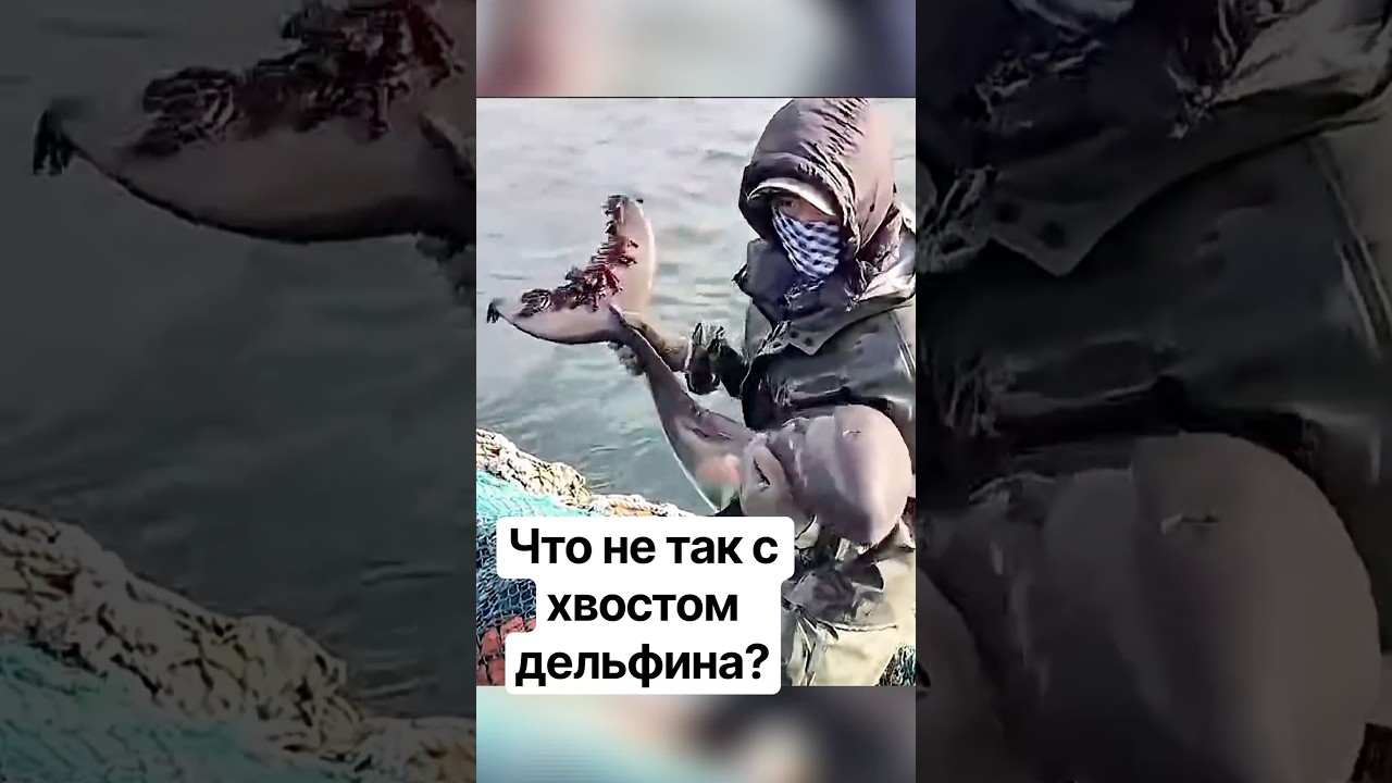 Странные существа на хвосте дельфина