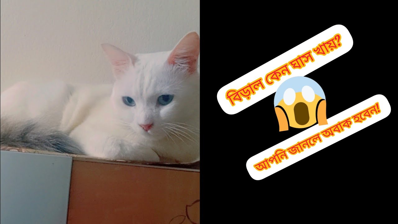 👉 বিড়াল কেন ঘাস খায়? সবুজ ঘাসই প্রাকৃতিক ঔষধ! 🐱🌱Daily Cat Life#dailyvlog #cat #petvlog