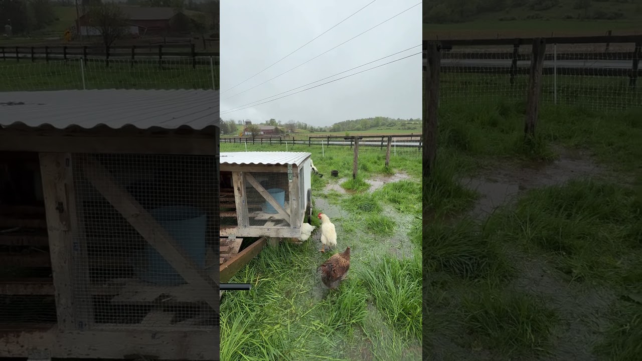 Duck&rsquo;s playing in the rain #farmvlogger #farmanimals #duckfarming #duckduck #farming #ducks