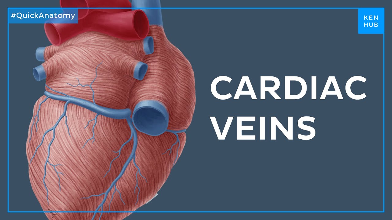 The greater cardiac venous system - Quick Anatomy |&nbsp;Kenhub