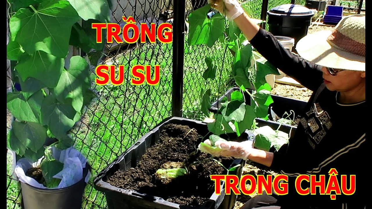 Trồng su su trong chậu - Khoanh gốc su su