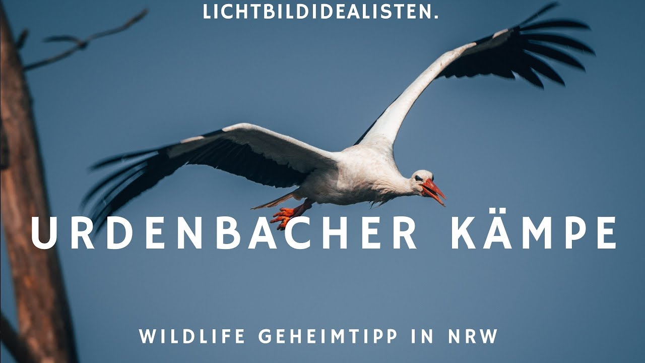 Wildlife Geheimtipp in NRW - Urdenbacher Kämpe in Düsseldorf