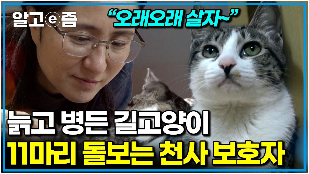 “제가 안 데려왔으면..” 할머니, 할아버지 고양이 11마리가 사는 경묘당! 아프고 나이 든 고양이들을 사랑으로 돌보는 천사 집사｜고양이를 부탁해｜알고e즘