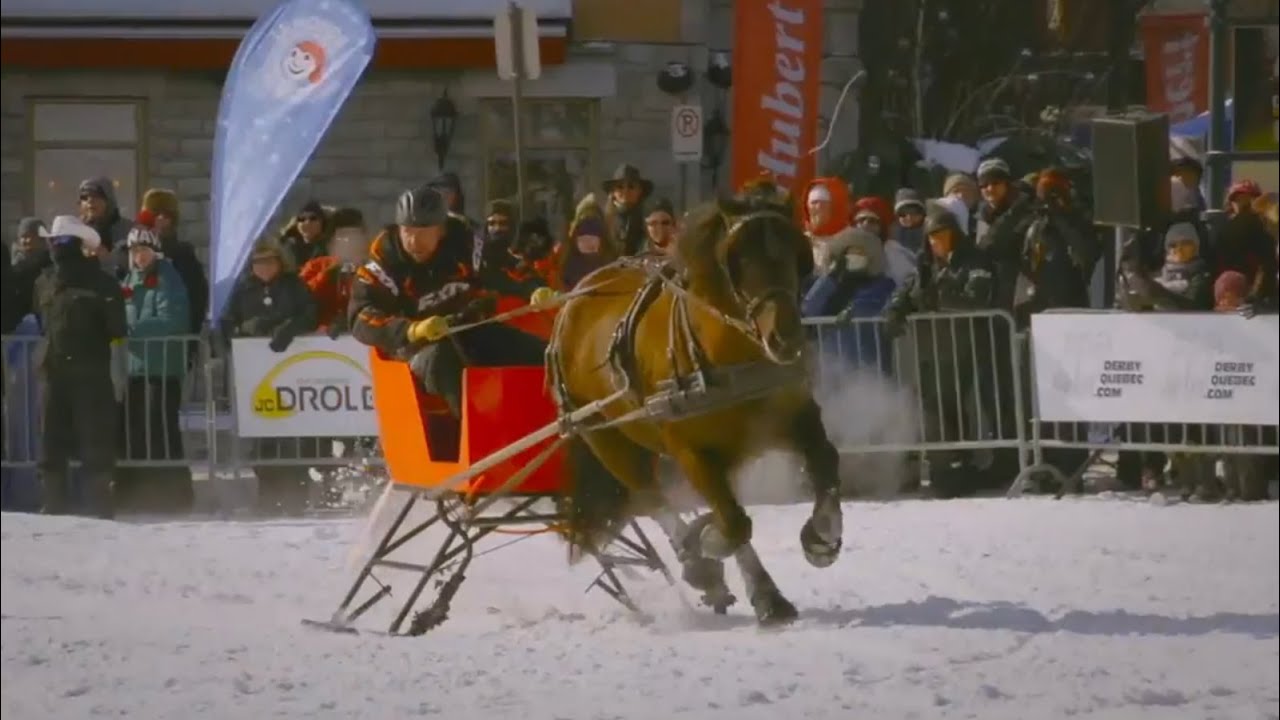 Détente - Le cheval canadien dans toute sa splendeur, randonnée, compétition, rien ne lui résiste