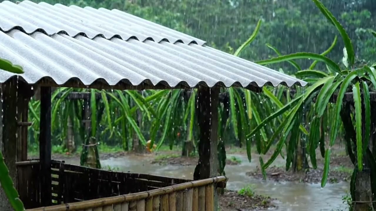 ASMR Rainforest Rain Sounds | Relaxing Nature Audio for Focus & Study