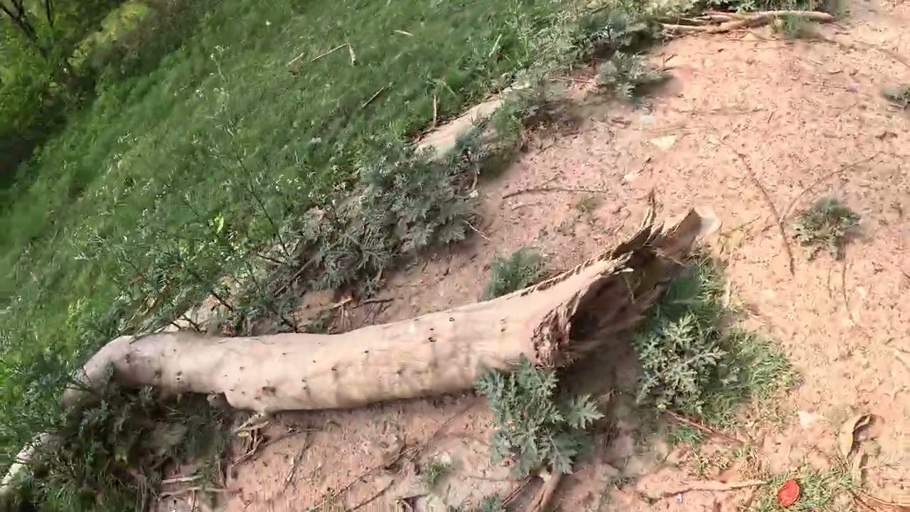 Amrut Biodiversity Park episode 5 . Finding peacoks in restricted area