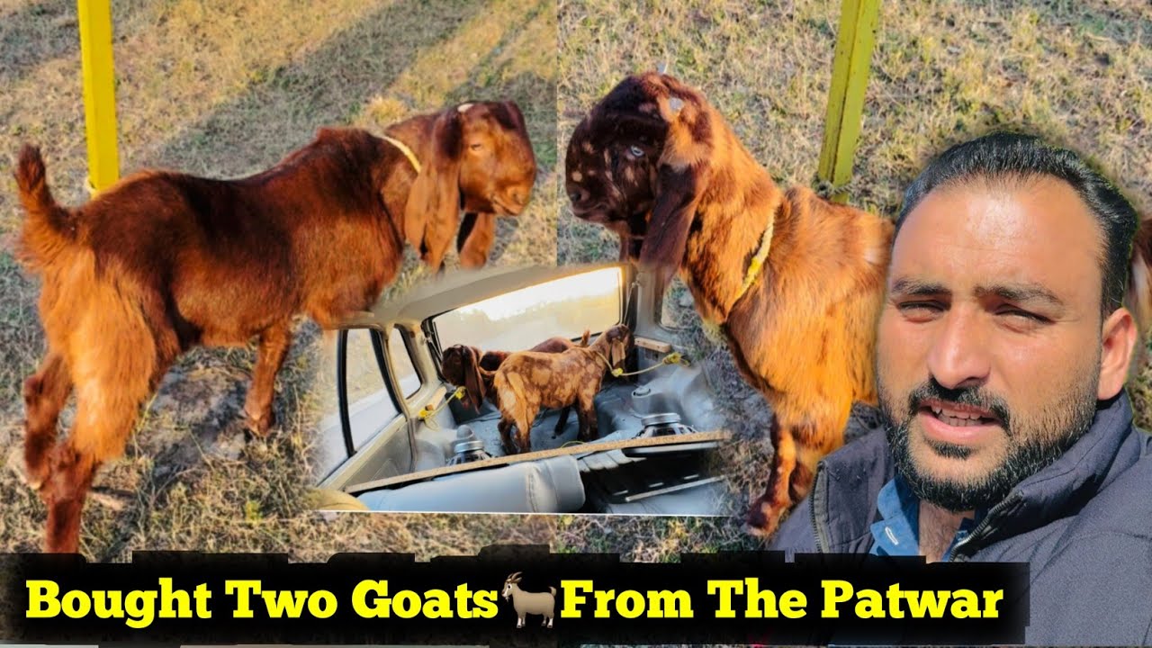 Alhamdulillah || Bought Two Goats🐐From The Patwar || Family Vlog in Kashmir ||