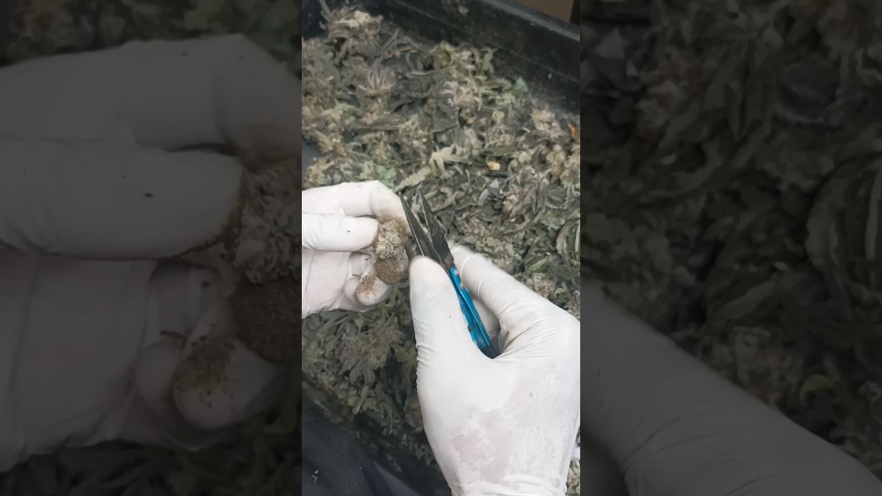 Today job 🍀🌱☘️ #cannabisgrowth #watertips #plant #gardening #cannabiscare