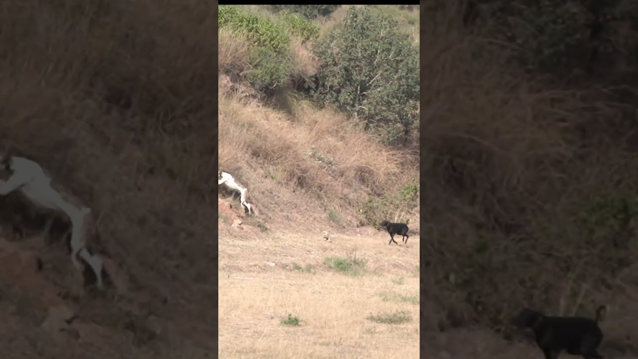 Super Speed Racing Dogs vs Wild Brown Hare Rabbit #tazidog